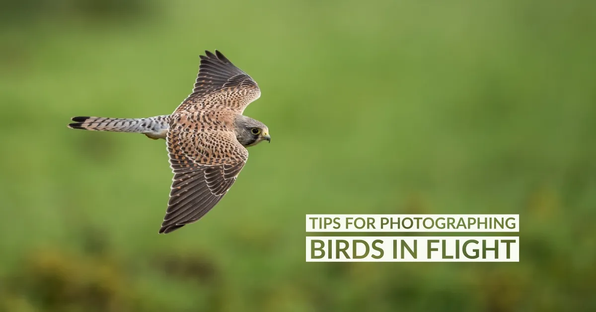 Kesulitan saat memotret burung yang sedang terbang? Berikut tips singkat untuk dapat mendapatkan bidikan burung terbang yang tajam.