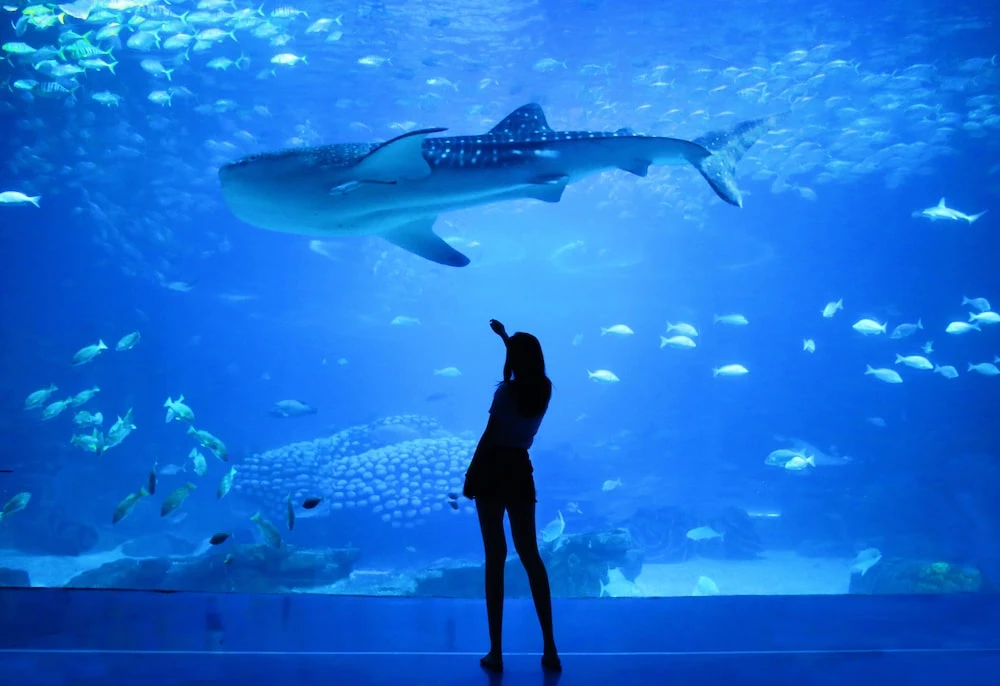 Akuarium menawarkan pemandangan ikan yang indah, pencahayaan yang dramatis, dan banyak peluang fotografi yang luar biasa.