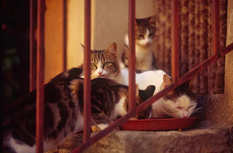 Tips favorit dari Glenn Harper untuk meningkatkan fotografi kucing Anda