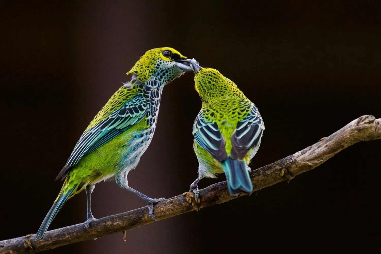 5 Tips Fotografi Burung atau Birding Agar Hasilnya Menakjubkan, Langsing Cobain Yuk