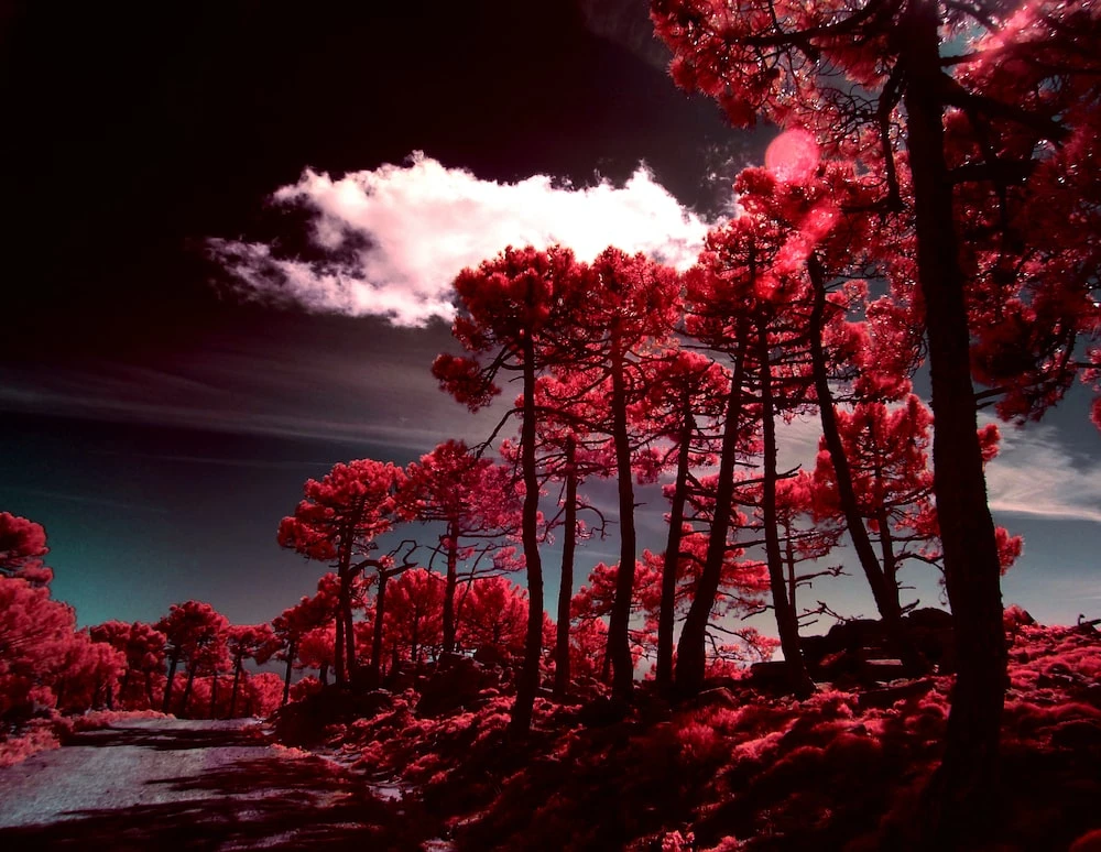 Yuk Kita Kenalan Dengan Genre Fotografi Inframerah atau Infrared Photography