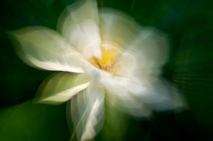 5-Zoom-Water-lily-by-Eva-polak.webp