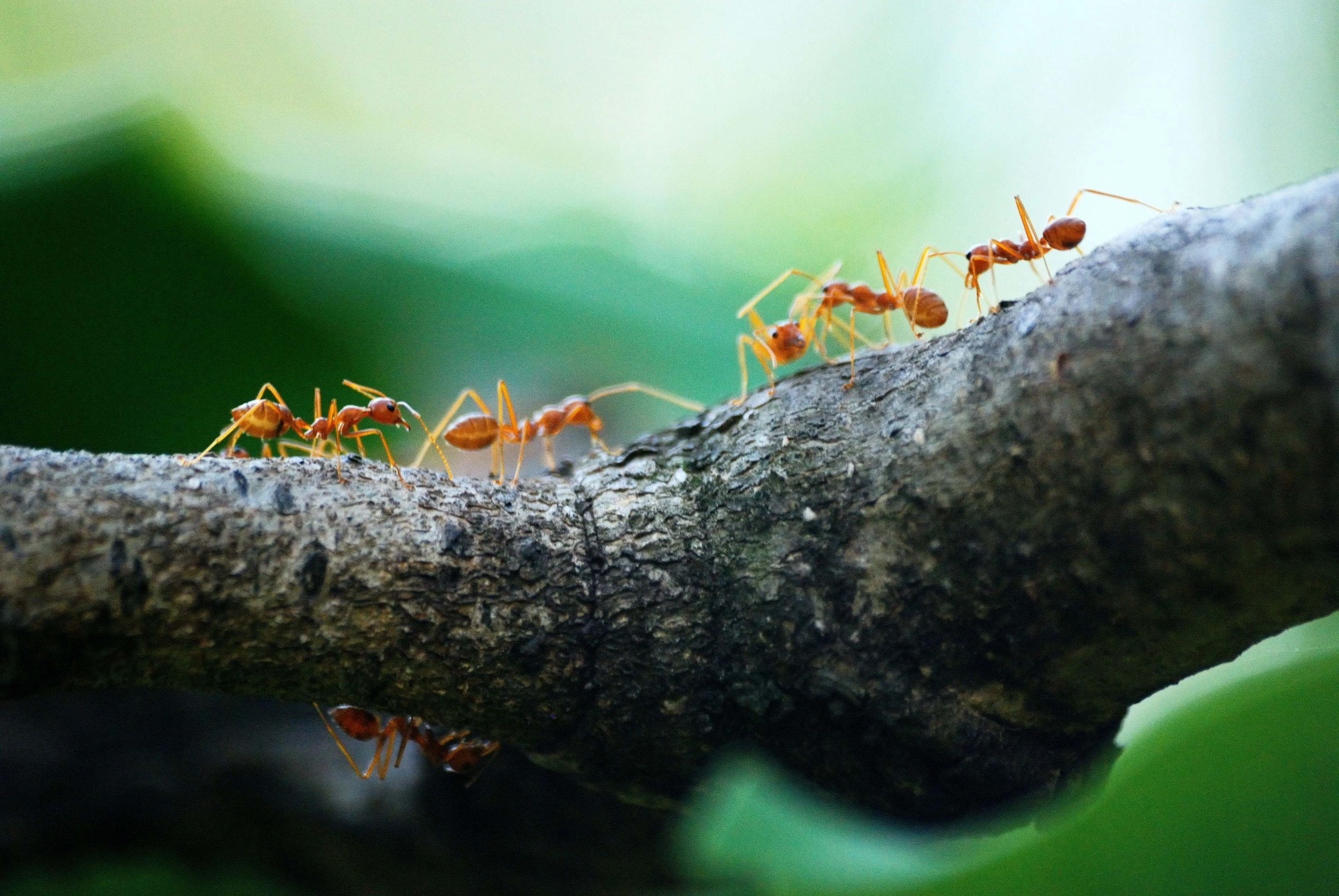 5 Ide Fotografi Makro Agar Anda Makin Punya Banyak Inspirasi.