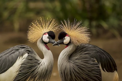 grey-crowned-crane-bird-crane-animal-45853.webp