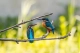 5 Kesalahan Umum Fotografi Burung, Jangan Lakukan Ini Saat Birding ya
