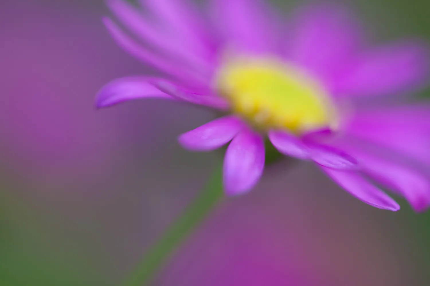 Yuk Mengenal Lebih Jauh Tentang Abstract Flower Photography.