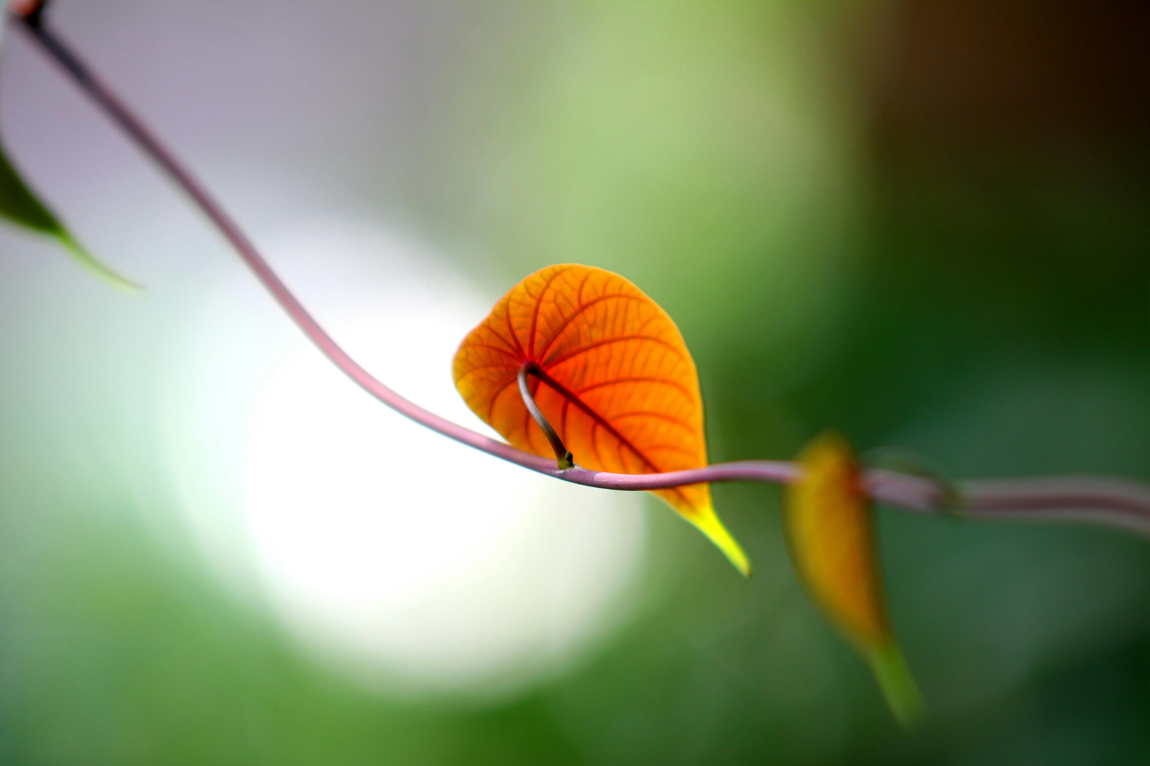 Kenapa Jarak Memengaruhi Depth of Field? Simak Penjelasannya Beserta Rahasia Depth of Field Lainnya.